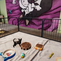 Animal Shelter - Puppies & Kittens DLC PC Crack