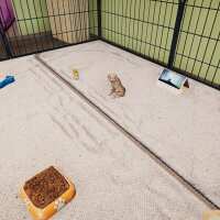 Animal Shelter - Puppies & Kittens DLC Repack Download