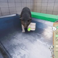 Animal Shelter - Vet Clinic DLC PC Crack