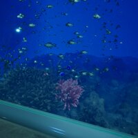 Aquarium at August 32nd Repack Download