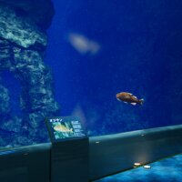 Aquarium at August 32nd Update Download