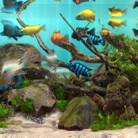 Behind Glass: Aquarium Simulator Torrent Download