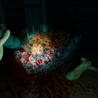 Daily Note Update Download