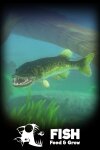 Feed and Grow: Fish Free Download