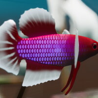 Fish Game - Betta Fish Pack 1 Torrent Download
