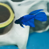 Fish Game - Betta Fish Pack 1 PC Crack