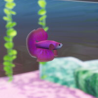 Fish Game - Betta Fish Pack 1 Repack Download
