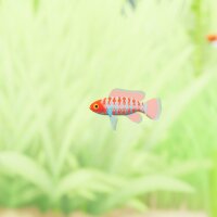 Fish Game - Indian Subcontinent Fish Pack 1 PC Crack