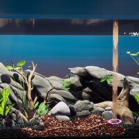 Fish Game - Substrate Variety Pack 1 Repack Download