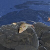 Fish Hero PC Crack