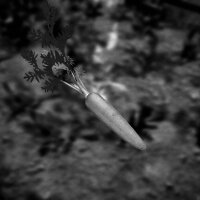 HORSES Update Download