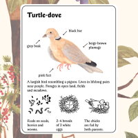 Little Mouse's Encyclopedia Repack Download