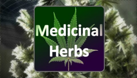 Medicinal Herbs - Cannabis Grow Simulator Free Download