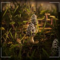 Morels: The Hunt Torrent Download