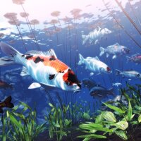My Koi Torrent Download