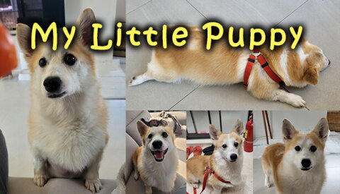 My Little Puppy Free Download