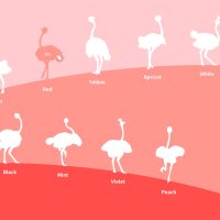 Ostrich Farm Update Download