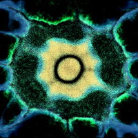 PHYSARUM: Slime Mold Simulator Torrent Download