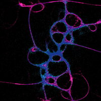 PHYSARUM: Slime Mold Simulator Crack Download