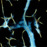 PHYSARUM: Slime Mold Simulator Update Download