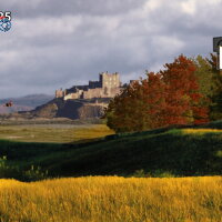 The Original Moorhuhn Hunt Crack Download