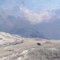 theHunter: Call of the Wild™ - Sundarpatan Nepal Hunting Reserve PC Crack