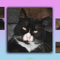 TitTok Kitty Update Download