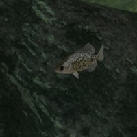 Ultimate Fishing Simulator - Aquariums DLC Crack Download