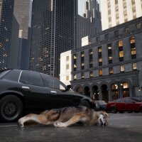 WOLF IN THE CITY Crack Download