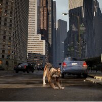 WOLF IN THE CITY Repack Download