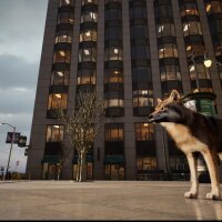 WOLF IN THE CITY Update Download